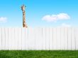 New Manager Delegation a leader is looking over a fence the way a new manager might look over an employee's shoulders